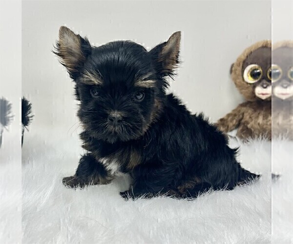 Medium Photo #8 Biewer Terrier Puppy For Sale in TAMPA, FL, USA
