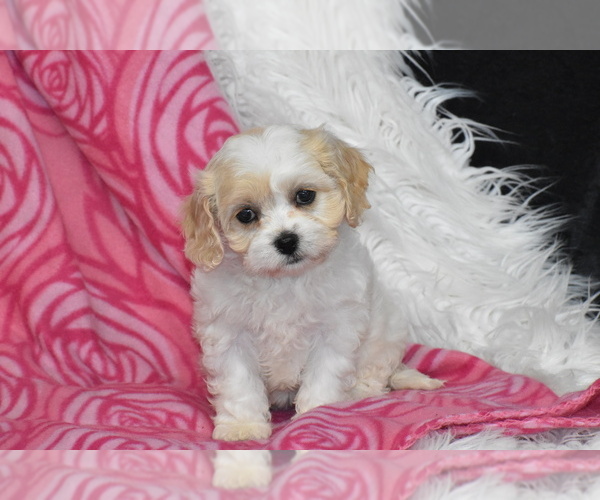 Medium Photo #4 Cavachon Puppy For Sale in ELDORADO, OH, USA