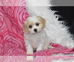 Small Photo #4 Cavachon Puppy For Sale in ELDORADO, OH, USA