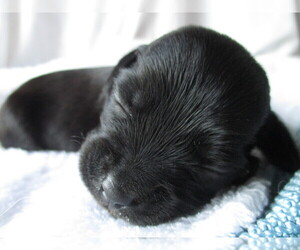 Corkie Puppy for sale in SARASOTA, FL, USA