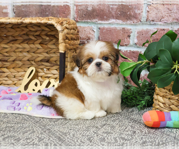 Medium Photo #2 Shih Tzu Puppy For Sale in SYRACUSE, IN, USA