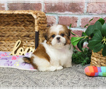 Small #1 Shih Tzu