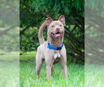 Small #1 American Pit Bull Terrier Mix