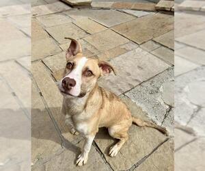 American Bulldog-Unknown Mix Dogs for adoption in Toronto, Ontario, Canada