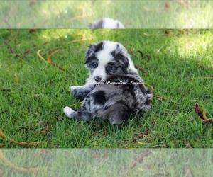 Miniature American Shepherd Puppy for sale in KAMUELA, HI, USA