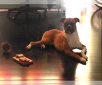 Small Photo #1 Boxer Puppy For Sale in KISSIMMEE, FL, USA