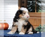 Small #2 Bernedoodle (Miniature)