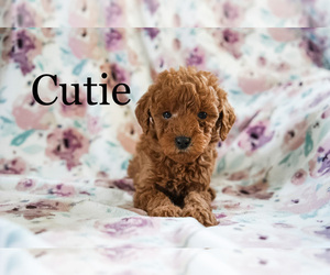 Poodle (Miniature) Puppy for sale in FREDERICKSBURG, OH, USA