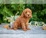 Small #1 Cavapoo