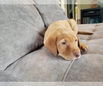 Small Photo #9 Labrador Retriever Puppy For Sale in NEENAH, WI, USA