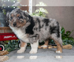 Puppy Dallas Miniature Australian Shepherd