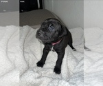 Small Photo #22 Cane Corso Puppy For Sale in TRACY, CA, USA