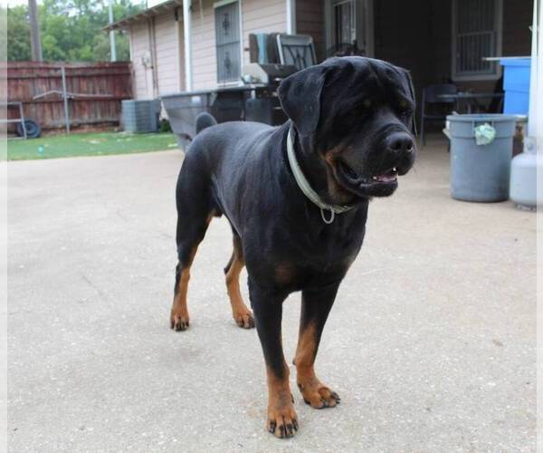 Medium Photo #1 Rottweiler Puppy For Sale in ROCKWALL, TX, USA