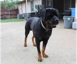 Small Photo #1 Rottweiler Puppy For Sale in ROCKWALL, TX, USA