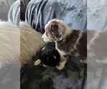 Puppy Red merle Miniature Australian Shepherd