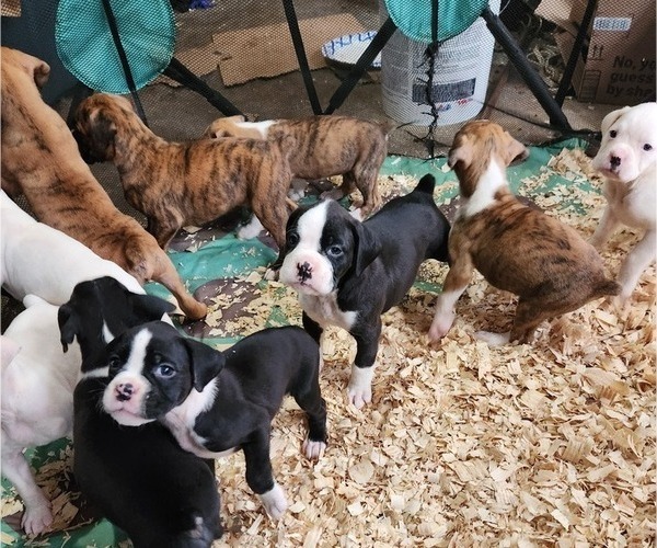 Medium Photo #2 Boxer Puppy For Sale in STAFFORD SPRINGS, CT, USA