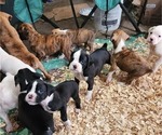 Small #1 Boxer