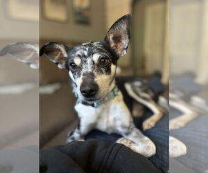 Chihuahua-Unknown Mix Dogs for adoption in Milpitas, CA, USA