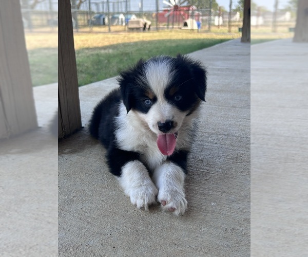 Medium Photo #10 Miniature Australian Shepherd Puppy For Sale in CANTON, TX, USA