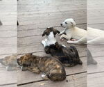 Small #5 Chihuahua Mix