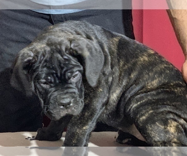 Medium Photo #84 Cane Corso Puppy For Sale in COTTAGE GROVE, OR, USA