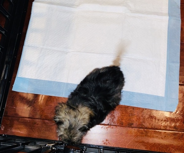 Medium Photo #2 Yorkshire Terrier Puppy For Sale in WESTCHESTER, CA, USA