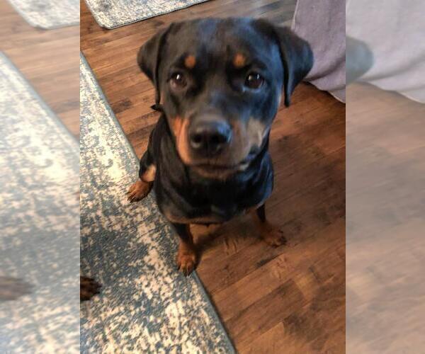 Medium Photo #1 Rottweiler Puppy For Sale in DRAPER, VA, USA