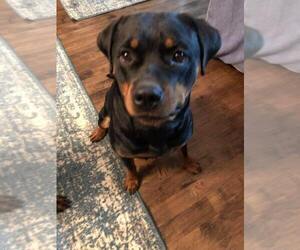 Mother of the Rottweiler puppies born on 10/02/2025