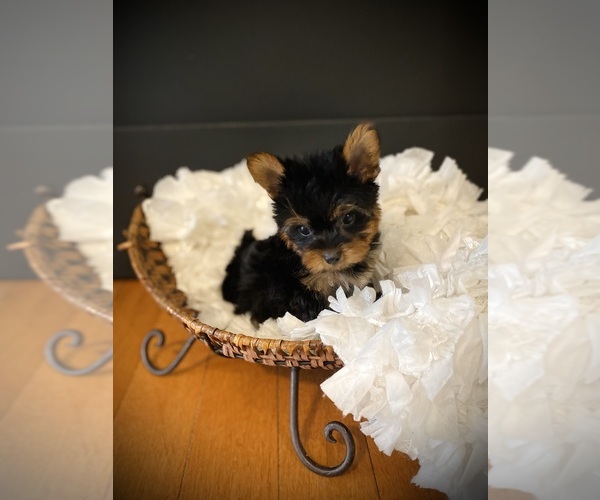 Medium Photo #3 Yorkshire Terrier Puppy For Sale in CROSSVILLE, TN, USA