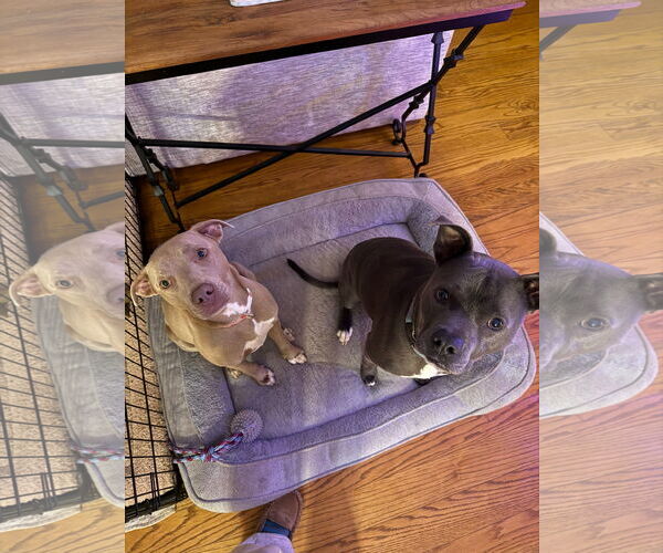 Medium Photo #3 Bulldog Puppy For Sale in Tarrytown, GA, USA