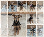 Small #2 Mutt