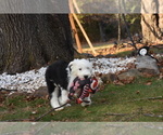 Small Photo #24 Old English Sheepdog Puppy For Sale in MARIONVILLE, MO, USA
