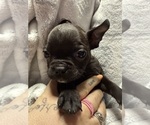 Small #1 Boston Terrier-Faux Frenchbo Bulldog Mix