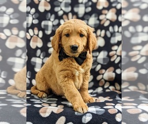 Goldendoodle (Miniature) Puppy for sale in KIRKWOOD, PA, USA