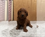 Small Poodle (Toy)