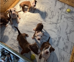 American Staffordshire Terrier Puppy for sale in WALDORF, MD, USA