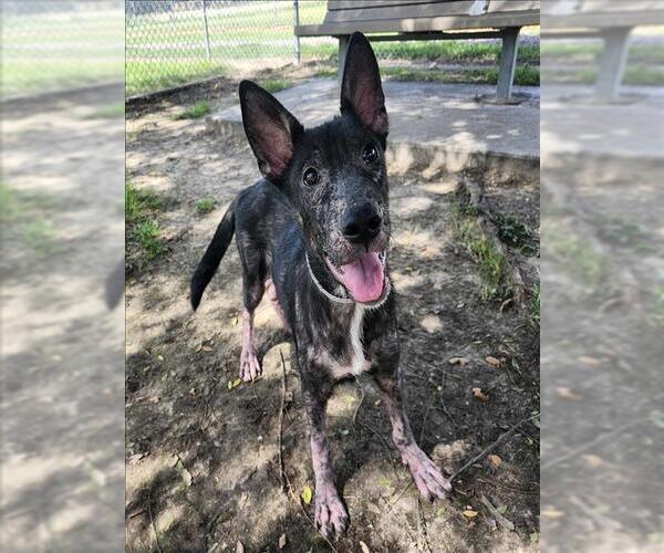 Medium Photo #2 German Shepherd Dog-Unknown Mix Puppy For Sale in Conroe, TX, USA