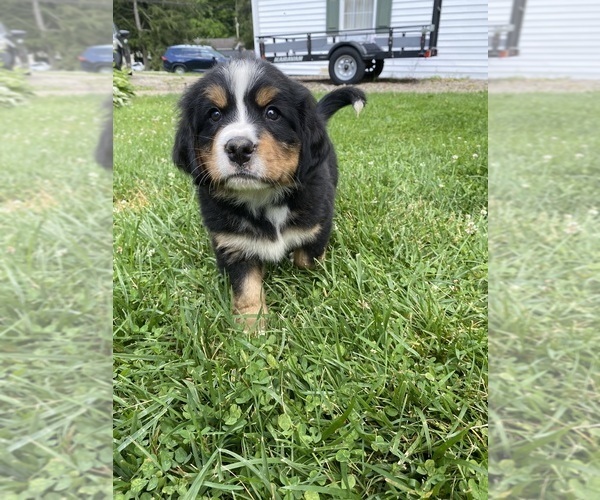 Medium Photo #11 Bernese Mountain Dog Puppy For Sale in BRIDGEPORT, WV, USA