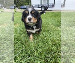 Small #1 Bernese Mountain Dog