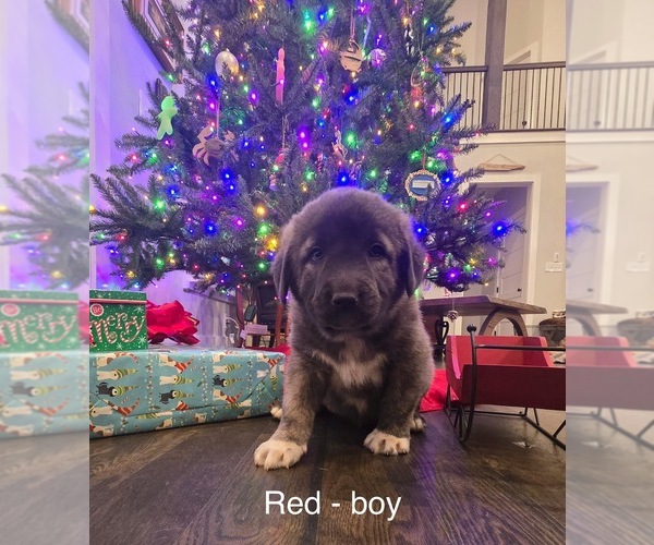 Medium Photo #7 Anatolian Shepherd Puppy For Sale in GERMANTON, NC, USA