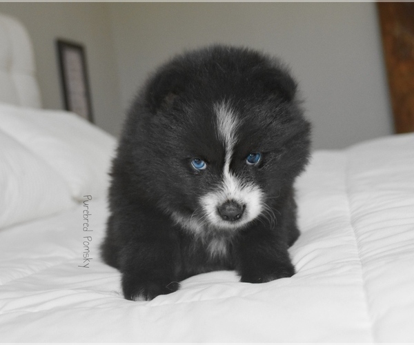 Medium Photo #6 Pomsky Puppy For Sale in KANSAS CITY, MO, USA