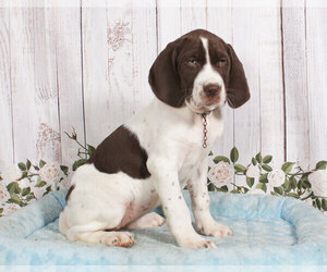 German Shorthaired Pointer Puppy for sale in PENNS CREEK, PA, USA