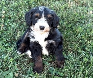 Bernedoodle (Miniature) Puppy for sale in LEETONIA, OH, USA