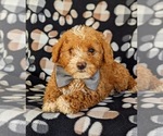 Small Photo #8 Poodle (Miniature) Puppy For Sale in KINZERS, PA, USA