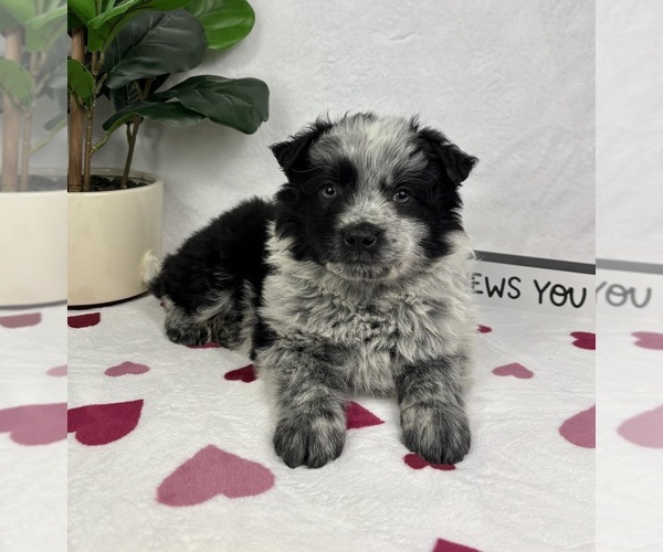Medium Photo #1 Australian Cattle Dog-Miniature Australian Shepherd Mix Puppy For Sale in FRANKLIN, IN, USA