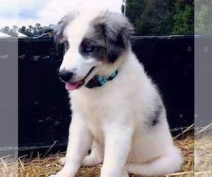 Australian Shepherd Puppy for sale in LINDEN, TN, USA