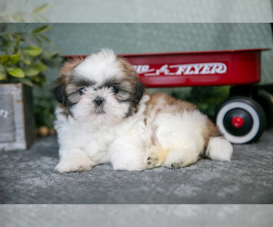 Medium Shih Tzu