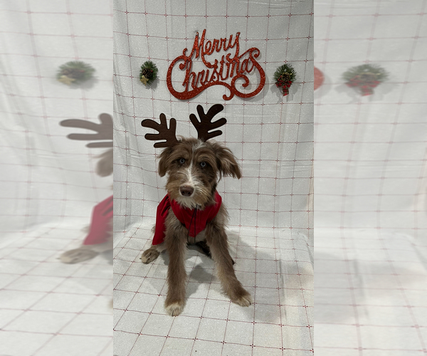 Medium Photo #5 Goldendoodle-Siberian Husky Mix Puppy For Sale in MERRILLVILLE, IN, USA