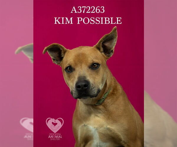 Medium Photo #2 Mutt Puppy For Sale in Stockton, CA, USA