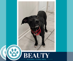 Small Photo #3 Labrador Retriever-Unknown Mix Puppy For Sale in Kimberton, PA, USA